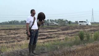 Bald Eagle, Training 4, Free Flying