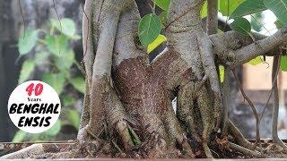 How to Make Banyan Tree Bonsai | Grow Banyan Bonsai