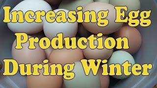 How To Increase Egg Count During Winter Months