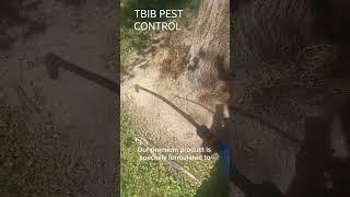 TBIB ANT CONTROL