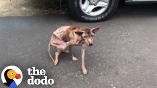 Hairless, Starving Dog Transforms Into A Teddy Bear Four Years Later | The Dodo