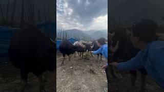 village vibe️#arunachalpradesh#shorts#mithun#animals#