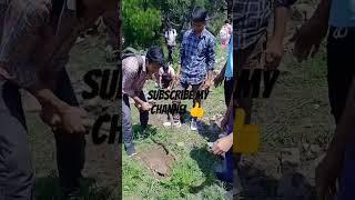 tree  lgao#shortvideo#sabscribe#sabscribe my channel#BALIDAAN️️