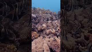 Cardinal Bangai (4k video UHD) #cardinals#ocean#4k