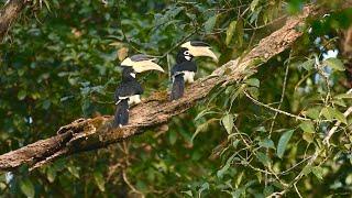 Malabar Pied Hornbill