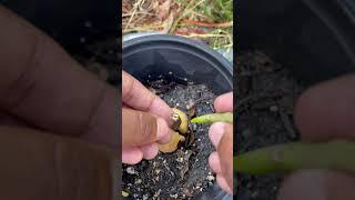 Cleft Graft on Avocado Tree #garden#gardening m#gardeningtips#gardenplants#gardenplants#fruit#tree