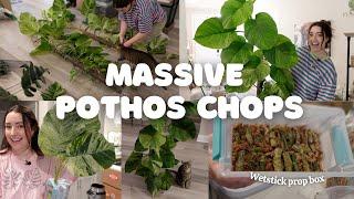 Massive Pothos Moss Pole Chops ️ Jessenia & Marble Queen!