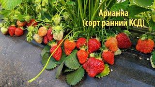 АРИАННА Ранний срок созревания02.05.24. Ставрополь.