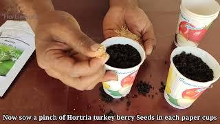 How to germinate turkey berry Seeds? latest and easy method