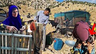 Building a new shelter after migration by the Fariba's family