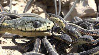 Robotic Spy Snake Takes Part in Snake Orgy!!!