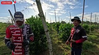 500 FRUIT-BEARING TREES SA FARM