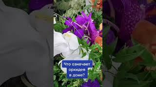 Орхидея в доме.