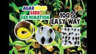 Must Watch! 100% Agar Oudh Lapnisan Tree Seed Germination process