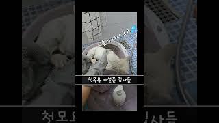 초보집사 첫목욕 완망 #고양이 #고양이웃긴영상 #고양이일상 #고양이영상 #길양이구조 #길고양이 #길냥이 #내이름은김설기