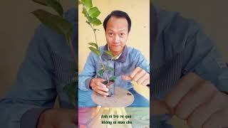 Kỹ thuật UỐN CÂY bonsai cho người mới Tinh