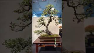 An old Hawthorn #bonsai #bonsaitree #bonsaishow #bonsaiart #tree #hawthorn #bonsailife #bonsais