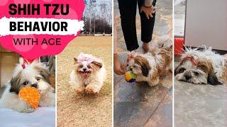 How Your Shih Tzu's Behavior Can Change with Age?