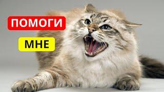 ПРИЗНАКИ того, что КОШКЕ БОЛЬНО.  Как КОШКА просит о ПОМОЩИ