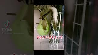思ったより大きいですか？#フクロモモンガ #フクロモモンガのいる生活 #フクロモモンガ飼ってる人と繋がりたい  #フクロモモンガのいる暮らし #小動物好きと繋がりたい  #モモンガ好きと繋がりたい