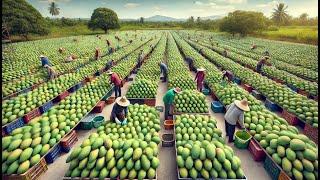 How American Farmers Harvest 3.6 Thousand Tons Of Mangoes | Farming Documentary