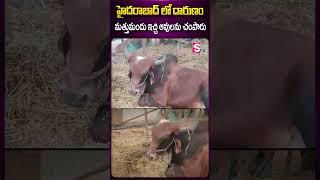 హైదరాబాద్ లో దారుణం #cow #cowvideos #latestnews #trendingvideo #dailynews #sumantv #ytshorts #daily