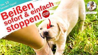 Seit ich das mache, beißt mein Hund/Welpe nicht mehr!