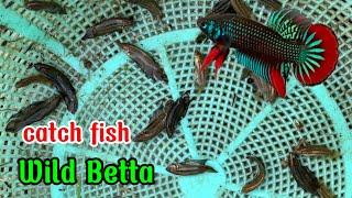 Catching Wild Betta fish in the fields of Vietnam#wildbetta #bettafishtank #betta