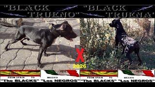 BLACK EASY & BLACK TRUENA 15 DEC 24