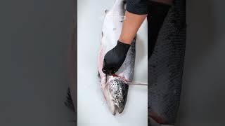 How to Fillet a Whole Salmon | How to Make Sashimi #1 #salmonasmr #salmonsashimi #salmoncutting
