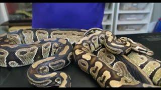 Olympus Reptiles Episode #24 Fire Ball Python