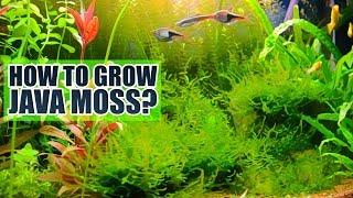 How to grow Java moss  Basics