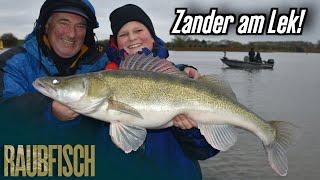 Hochwasser-Zander: So fängt sie Lokalmatador Steef Meijers am Lek