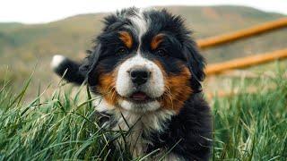 Meet our 8 Adorable Bernese Mountain Dog Puppies! 7 weeks old!