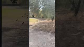 Tons of quails running on the golf course