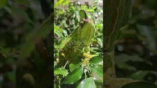 Girgit ki video / girgit apne rang kese badalta hai | #lizard | SC animal