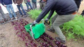 Epic Techniques For Harvesting Greens In The Field!