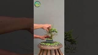 #bonsai defoliating / pruning
