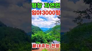 (작은임야)평창700고지 자연인토지 추천! 토지앞 계곡물#자연인토지