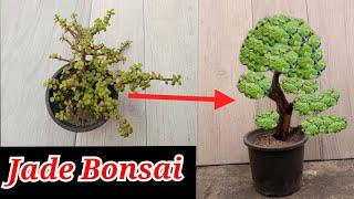 How to make Jade bonsai first pruning | Jade bonsai for beginners | Portulacaria afra bonsai