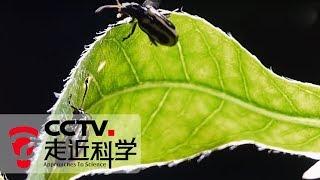 《走近科学》 治理水花生：看小小甲虫如何遏制外来入侵植物 20190930 | CCTV走近科学官方频道