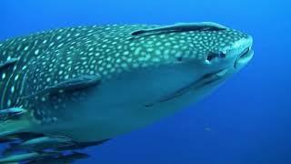 Whale Sharks: The Biggest Fish on the Planet | Earth Odyssey