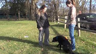 UKC Socialized Pet Obedience Test (SPOT) | United Kennel Club