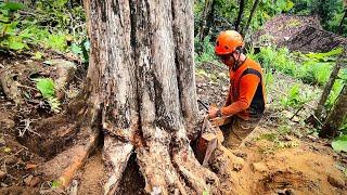 Cut the best quality Indonesian Teak Trees