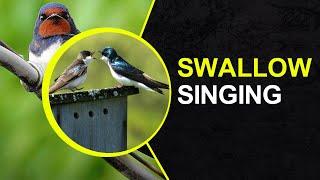 SWALLOW SINGING, Swallow Bird singing, Grab positive energy with Swallow SINGING in spring