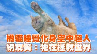 橘貓睡覺化身空中超人　網友笑：牠在拯救世界｜寵物動物｜貓｜精選影片