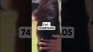 Germen shepherd puppies for sale in delhi ncr #rap #automobile #punjabisong #viralvideo #pets