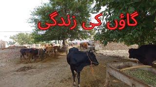 Gaon ki Zindgi | Village | Life | Malik Ahmer Vlogs #desivillagelifevlog #desivillage #village