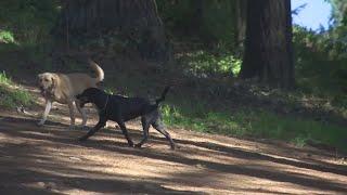 Portland woman looking for man who assaulted her at Mt. Tabor dog park