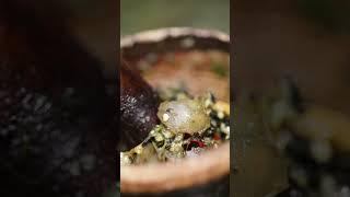 SN Natural Food: Chinese cooking food for natural and yummy |short film|